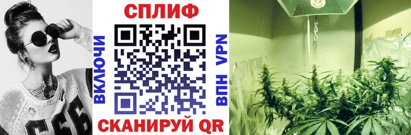Конопля сатива Заполярный